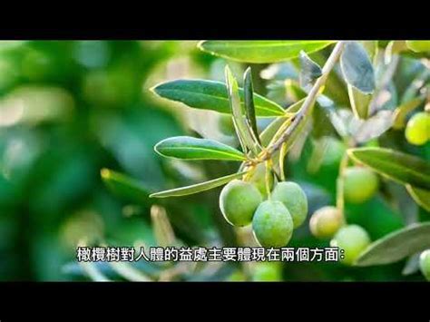 橄欖樹風水|2024年精選20種室內植物人氣推薦！同場加映帶來好風水植物的5。